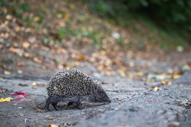 他的国家队 他的国家队